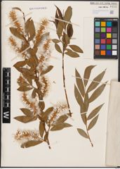 Salix australior Andersson